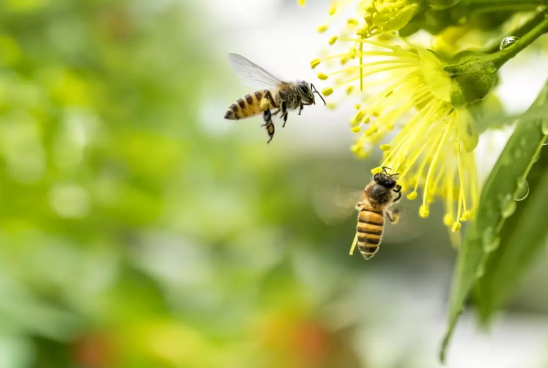 Bienen an gelber Blume